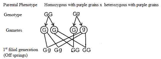 genetics ans14