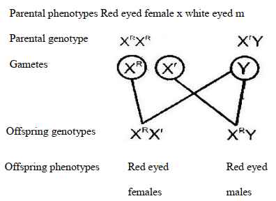 genetics ans17b