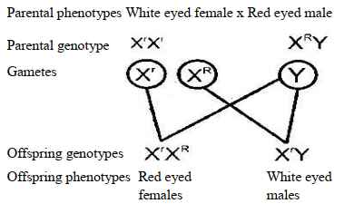 genetics ans17bi