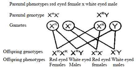 genetics ans17bii