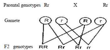 genetics ans9