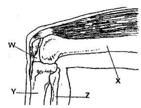 hind limb of a mammal