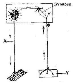 reflex arc