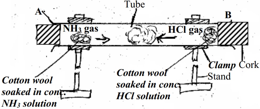 ansciparticulate