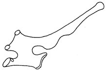 vertebra.PNG