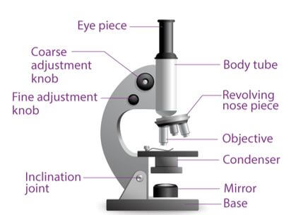 microscope auygduad