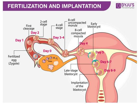 fertilization and ovulation dadada