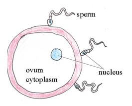 ovum dada