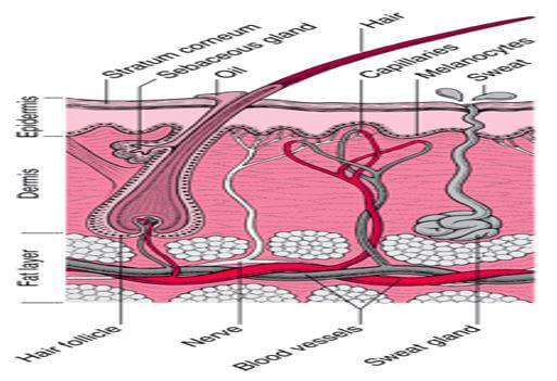 skin augduhad