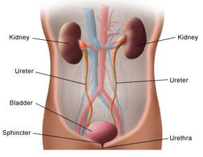 urinary tract