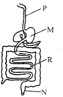 Grade 4 digestive system