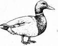 duck