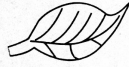 leaf 1