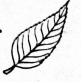 leaf 2