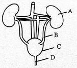 31 adada