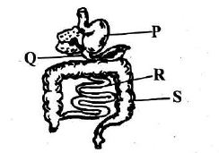 C8SCIENCEMT2S32023Q16