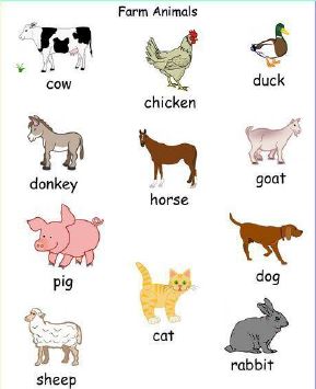 domestic animals