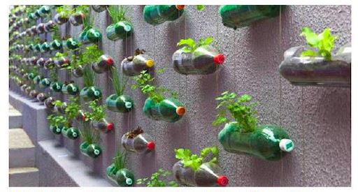 Vertical garden on a wall - Innovative gardening