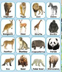 wild animals