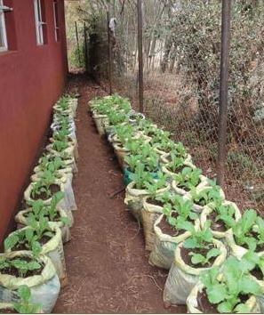 Horizontal sack garden