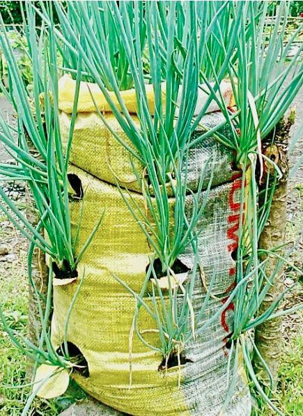 An onion sack garden