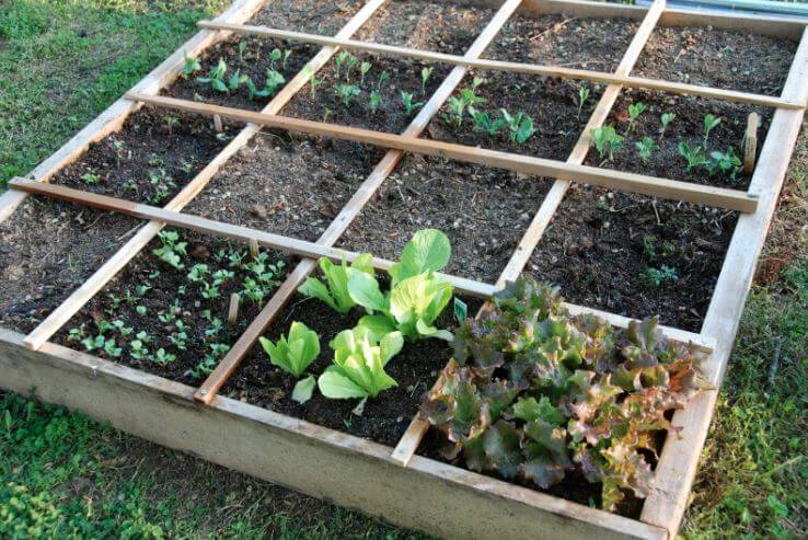 square foot garden