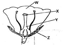 Sciq29