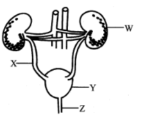 C8 ET2 SCI Q27